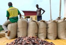 Cacao