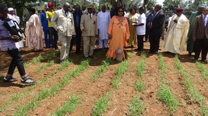 Agriculture : Le Cameroun s’engage dans la production du blé