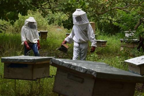 Production de miel : l’Adamaoua se classe au 1er rang