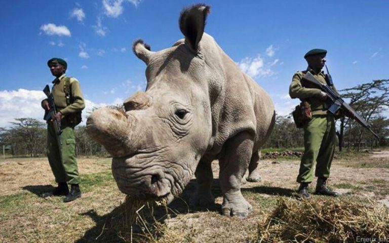 Afrique du Sud: près de 500 rhinocéros victimes d'un braconnage en hausse en 2023, Magazine Pages Jaunes