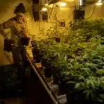 Cannabis : la légalisation reste une exception dans le monde
