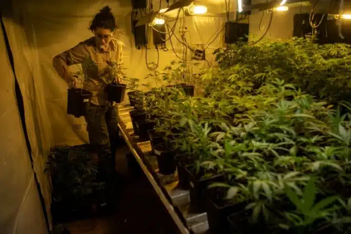 Cannabis : la légalisation reste une exception dans le monde