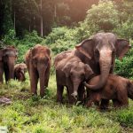 Les éléphants d'Asie, Magazine Pages Jaunes