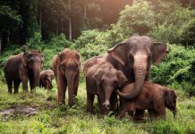 Les éléphants d'Asie, Magazine Pages Jaunes