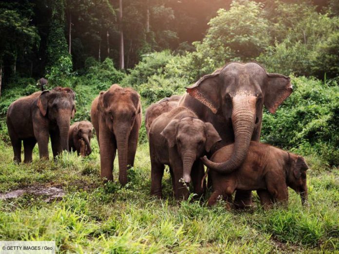 Les éléphants d’Asie enterrent leurs petits décédés et les pleurent (étude)