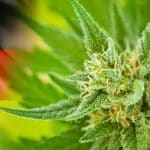Légalisation controversée du cannabis en Allemagne