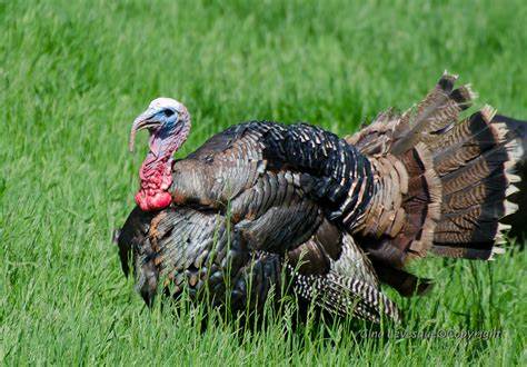 Faune : Les espèces protégées en danger