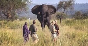 Un gouverneur préoccupé par la chasse aux trophées d'éléphants