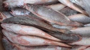 Poisson