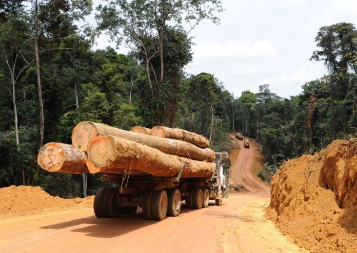 Le bois : l’importation baisse au Cameroun.