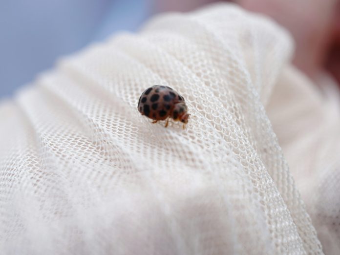 Lutte contre les punaises de lit : le maire de Douala 5 somme les brocanteurs