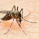 Évaluation du paludisme au Cameroun : 1756 décès en 2023