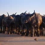 Douala : La divagation des bœufs interdite