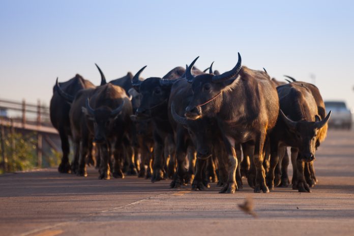 Douala : La divagation des bœufs interdite