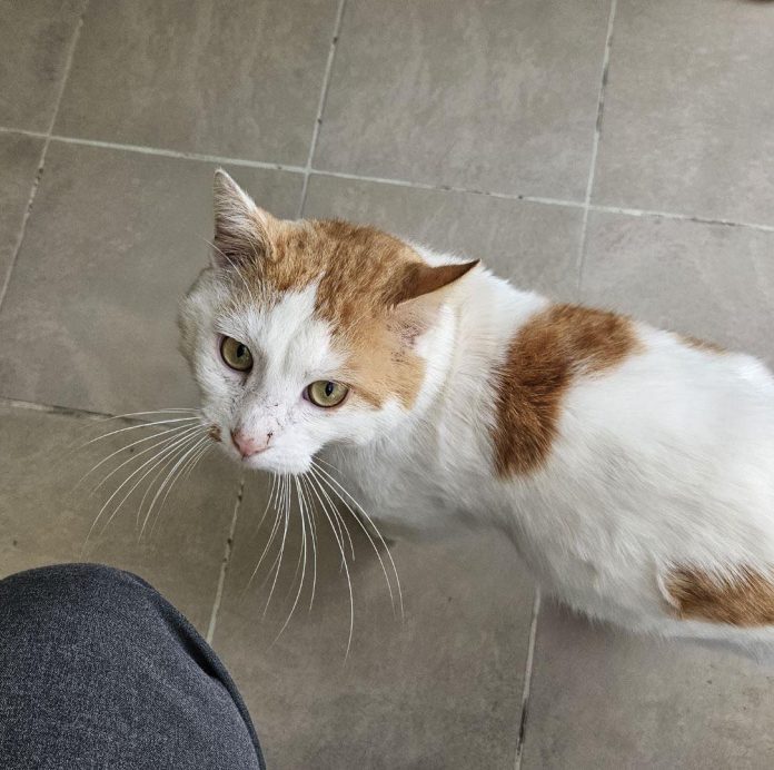 Le vol des chats domestiques fait rage dans la ville de Douala