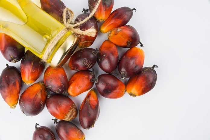 Le Cameroun exporte plus de 650 tonnes d’huile de palme en 2022