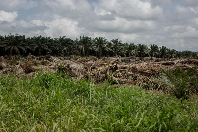 Déforestation: Au cœur d’un vaste scandale écologique