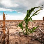 Afrique australe: la sécheresse liée à El Niño plus qu'au changement climatique