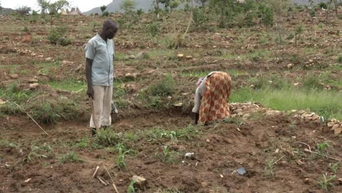 Production de manioc : 400 000 hectares de terrain refusés à Lyrebird.