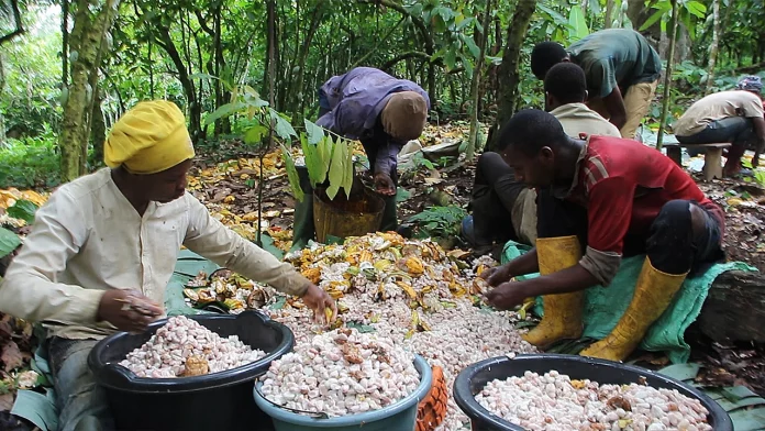 Bassins de production du Cacao : les planteurs attaqués par des gangs