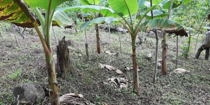 Ouest-Cameroun: Les prévisions sur le climat inquiètent