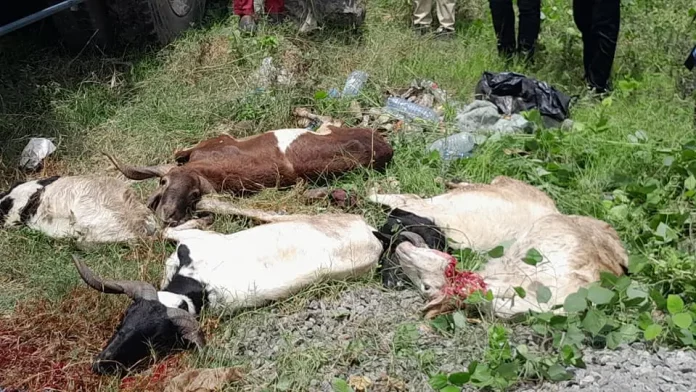Douala: Les bêtes en divagation à l’abattoir