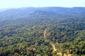 Forum sur les forêts : stratégies innovantes de protection de la forêt