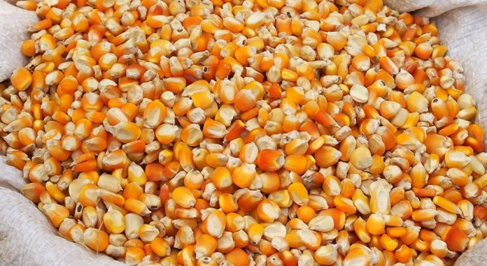 Agriculture: les importations du maïs au Cameroun en hausse record