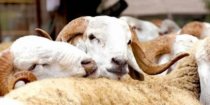 Pour l’Aïd, la Côte d’Ivoire dépendante des moutons d’un Sahel en crise