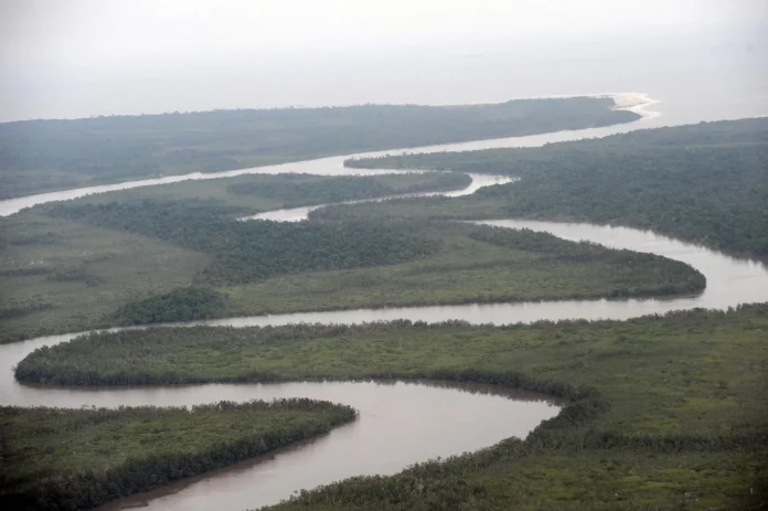 « Redonner vie à nos mangroves »: au sud du Nigeria, l’enjeu vital de la préservation des forêts