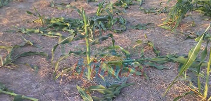 Agriculture : Des cultures en danger au Cameroun
