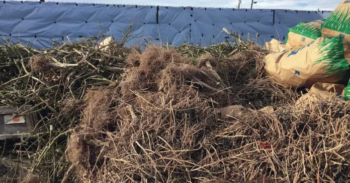 Un important stock de Cannabis saisi et détruit dans la Lekié