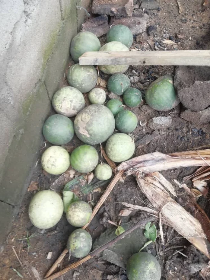 Agriculture : des mauvaises récoltes dans le Moungo