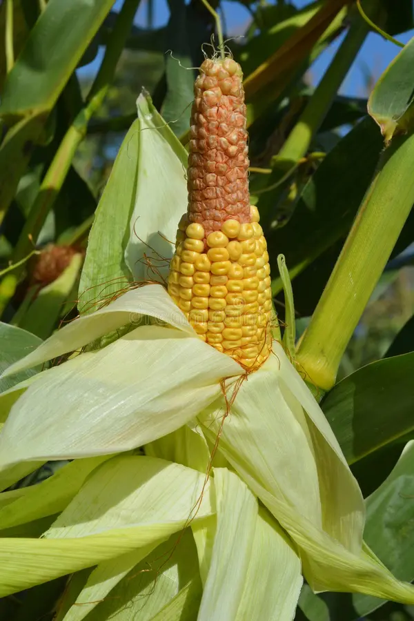Agriculture : des mauvaises récoltes dans le Moungo