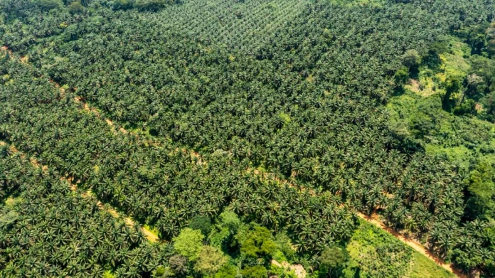 Sanaga Maritime : discorde entre la Socapalm et les riverains