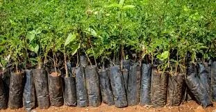 Extrême-Nord : Des fruits pour protéger l’environnement