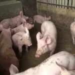 Une femme surprend son mari