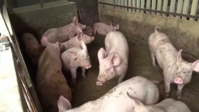 Une femme surprend son mari en plein rapports sexuels avec ses cochons