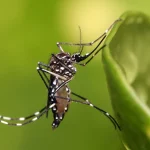 Le moustique Aedes aegypti et sa détection de l'Homme
