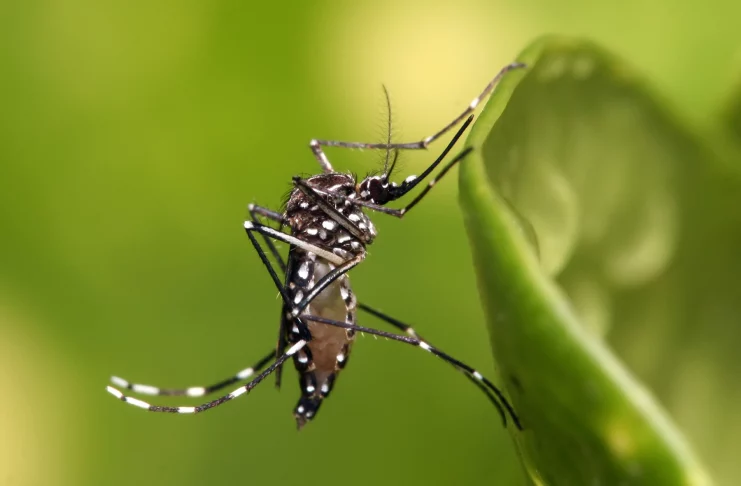 Le moustique Aedes aegypti et sa détection de l'Homme