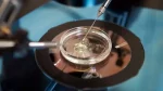 L'impact de polluants environnementaux sur la fertilité