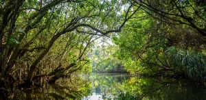 la préservation de la mangrove