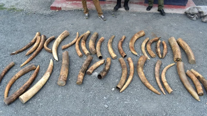 4 Trafiquants d’ivoires arrêtés à Ebolowa