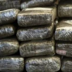 cannabis saisis