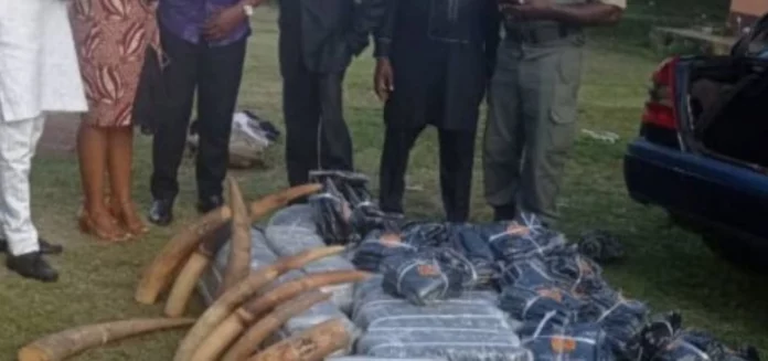 Lutte contre le braconnage: des ingénieurs informaticiens aux arrêts