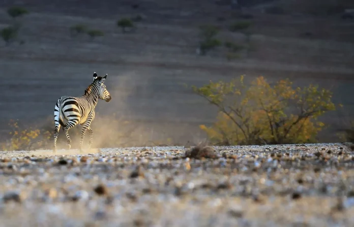 Sécheresse: la Namibie a commencé à abattre des centaines d’animaux sauvages
