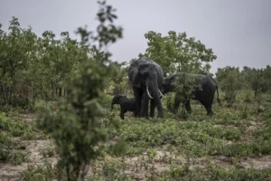 200 éléphants abattus au Zimbabwe : qu'en pensent les experts ?