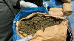 cannabis