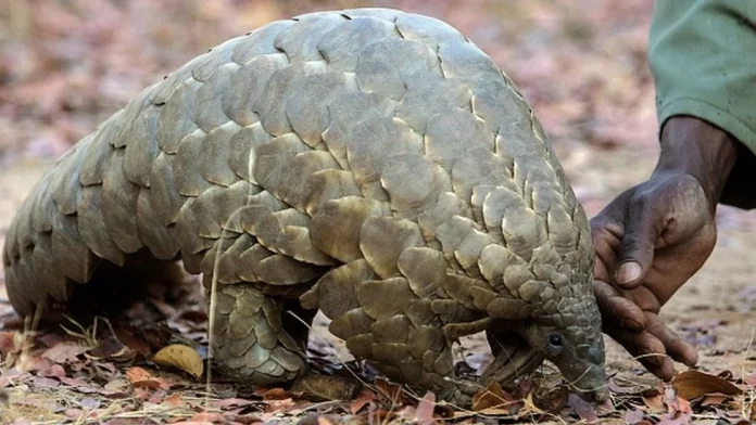 Pangolin: La viande désormais non servie dans les restaurants
