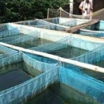 Poissons